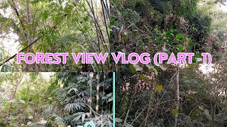 Forest View Vlog  🌳🌳🌳🌳🌳🌳