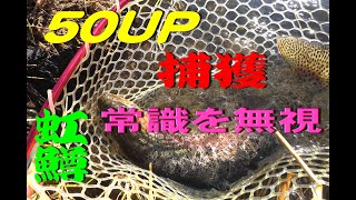 ★５０UPスーパーレインボー捕獲★　初冬の川は、魚の居場所を探してぶっ込みフィッシングでスーパーレインボーを狙う。セオリー完全無視のフリースタイルフィッシング