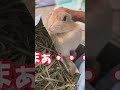 うさぎの本音教えます笑　 shorts bunny rabbit ウサギ　 うさぎ