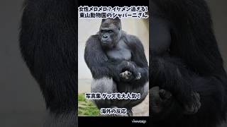 女性メロメロ？東山動物園のゴリラ「海外の反応チャンネル」#シャバーニ #ゴリラ #東山動物園 #海外の反応 #外国人の反応 #sorts 引用：reddit