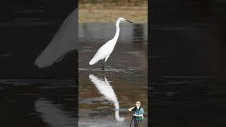 นกยางเปีย Little Egret #shorts