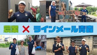 【農業🥬×ラインメール青森⚽️】aovege野菜の援農に選手たちが行ってきました！ vol.3