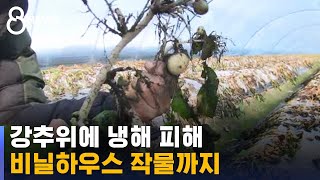 한파에 비닐하우스 작물까지 얼어 죽어 / SBS