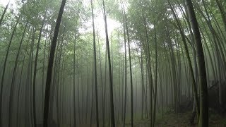 假日爬郊山 - 杉溪林道六連峰20190728