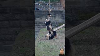 A Hilarious Moment with Two Puzzled Pandas!\