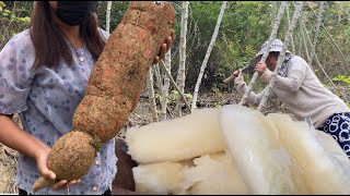 Cassava harvesting \u0026 cooking || Naga Kitchen