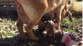 GRAPHIC Baby Goats First Time Nursing