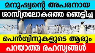 ശാസ്ത്രലോകത്തെ ഞെട്ടിച്ച പെന്‍ഗ്വിനുകളുടെ രഹസ്യങ്ങള്‍|The Mystery behind Penguin|Winter Media