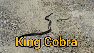 RULNGÂN (KING COBRA) Vs RULTUHA