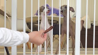 愛犬の目の前でかりんとうを食べたら本気で心配されたwww【イタグレ】