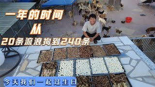 一年多的时间从20条狗到240条，给它们做一顿好吃的，一起过生日  -Dog rescue in China 20210903