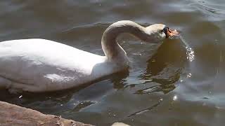 水飲むを飲むコブハクチョウ：Cygnus olor　瘤白鳥　Mute Swan