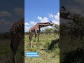 Nairobi weather nowadays 😂Giraffe🦒at Lake Naivasha | Vadivelu comedy| Africa tamil couple vlog 🤩