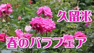 ダイアナにプリンセスミチコ！！2017春のバラ(Rose)フェア！！石橋文化センター！！福岡県久留米市！！