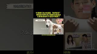 牛頭梗行兇4年堪稱“狗界殺手”，誰知訓犬師的武力壓製沒有成功，它最後竟被夾子音意外降服了