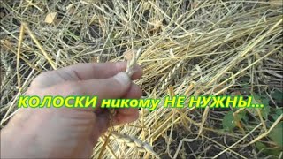 #УборкаУрожаяКолоски КОЛОСКИ никому НЕ НУЖНЫ...