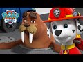 Pups help reunite Wally the Walrus with Captain Turbot! - PAW Patrol Cartoons for Kids Compilation