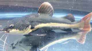 New aqueon 125 gallon, 6 foot long Aquarium! Redtail catfish