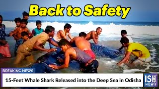 15-Feet Whale Shark Released into the Deep Sea in Odisha