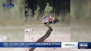 Trio of trappers capture massive 16-foot Burmese python in Everglades City