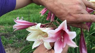 Crinum bulbispermum 'Aurora Glorialis'