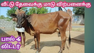 6 லிட்டர் பால் மாடு விற்பனைக்கு | வீட்டு தேவைக்கு மாடு வாங்குவோர் | cow for sales | Jersey cow sales