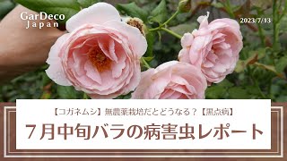 【コガネムシ】無農薬栽培だとどうなる？７月中旬のバラの病害虫レポート【黒点病（黒星病）】