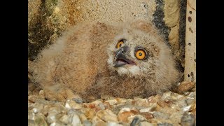 Hungry new baby Eurasian Eagle Owl