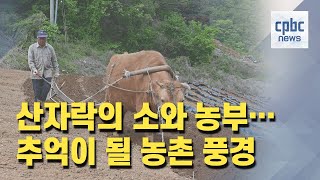 영상뉴스 | 산자락 고추밭 소와 농부···추억이 될 농촌 풍경