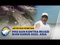 Pro dan Kontra Invasi Ikan Gabus asal Asia - [Metro Hari Ini]