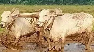 lingasamudram పని గ్యారెంటీ ఎద్దులు అమ్ముతారు PH No: 8790567285 | bulls for sale | ongole bulls