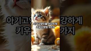 아기고양이를 건강하게 키우는 방법 5가지#쇼츠