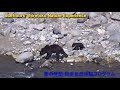 子熊のためにサケを捕りたいヒグマの母さん　 mother bear wants to catch a salmon for baby.