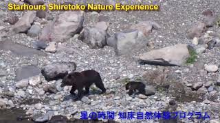 子熊のためにサケを捕りたいヒグマの母さん　 Mother bear wants to catch a salmon for baby.