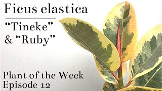 How To Care For Ficus elastica “Tineke” & “Ruby” (Variegated Rubber Tree) | Plan