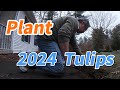 Plant 2024 Tulips