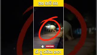 ଅଧ ରାତିରେ ଗାଁ କୁ ପଷିଲା ହାତୀ || The wild elephant attack the village #wildanimal #elephant #village