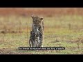 leopard clutches baboon mom with clinging infant