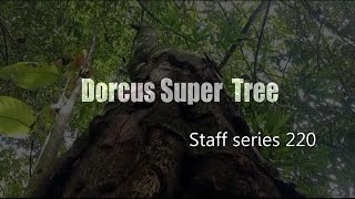 「動画内プレゼント!!」Dorcus Super Tree/Staff series 220