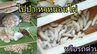 🐛🐛ไปป่า..หาหนอนไผ่  หรือรถด่วน,🐛🐛