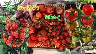 තක්කාලි වගාවේ අස්වැන්න 🍅 tomata farming thakkali wagawa