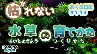 水中葉を枯らさずに水上化！99.5%成功したやり方を大公開！#アクアリウム #水草水槽 #aquarium #fishtank 水上栽培