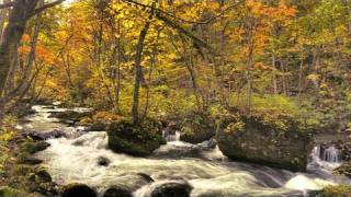 奥入瀬渓流の紅葉 Autumn Colors at Oirase Stream ( Shot on RED ONE )