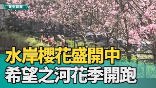 1120310 水岸櫻花盛開中 希望之河花季開跑