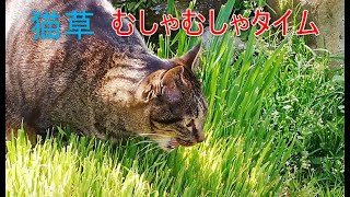 【ねこちゃんず】猫草むしゃむしゃタイム / eating cat grass