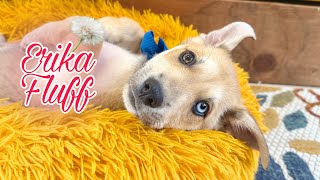 Meet the fluff-tastic blue-eyed beauty Erika Fluff! 🩵🐾