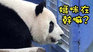 圓仔頻去網格前看媽咪圓圓,翹屁屁趴地等門,靜靜地模樣好乖呀|Giant Panda Yuan Zai,圆仔,貓熊,大貓熊,大熊貓|台北動物園|Taipei zoo|パンダ|팬더|대왕판