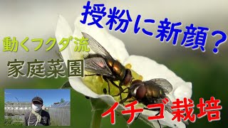 【家庭菜園】「ビーフライ」ハエでイチゴ授粉　活動する気温幅広く（おまかせ菜園フクダ流）