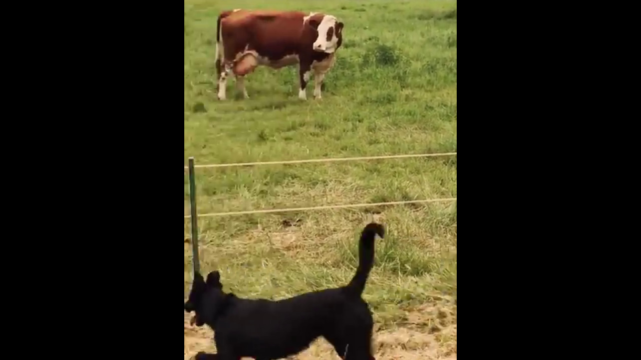 Electric Fence Dog Gets Shocked At Kayla Chirnside Blog