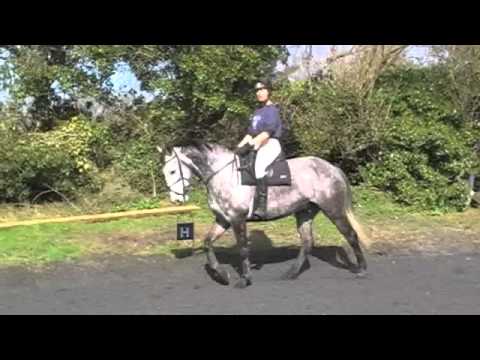 HORSE RIDING BASICS - YouTube